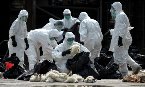 China H7N9 bird flu death toll fell to 24 in April