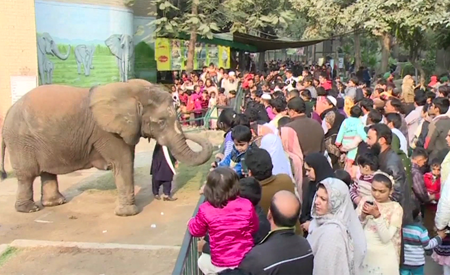Famed female elephant ‘Suzi’ dies in Lahore Zoo