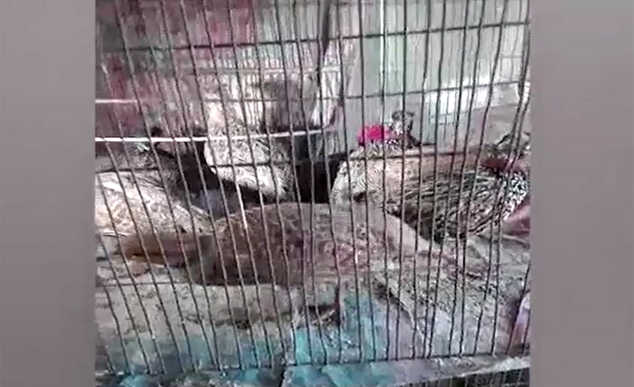 Attempt to smuggle rare birds foiled in Multan