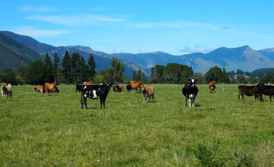Second New Zealand farm tests positive to cattle disease
