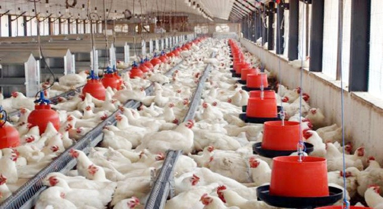 Zimbabwe poultry farm hit again by avian flu outbreak
