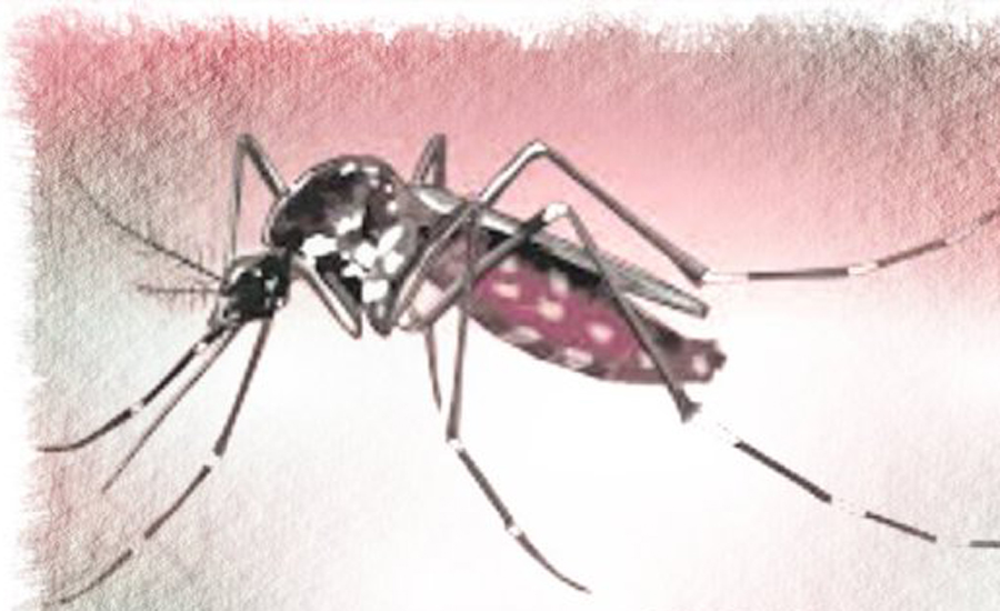 Dengue kills 21 in Indian tourist hotspot, crisis looms