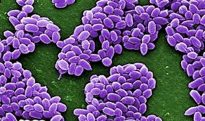 US needs to improve oversight of labs handling pathogens