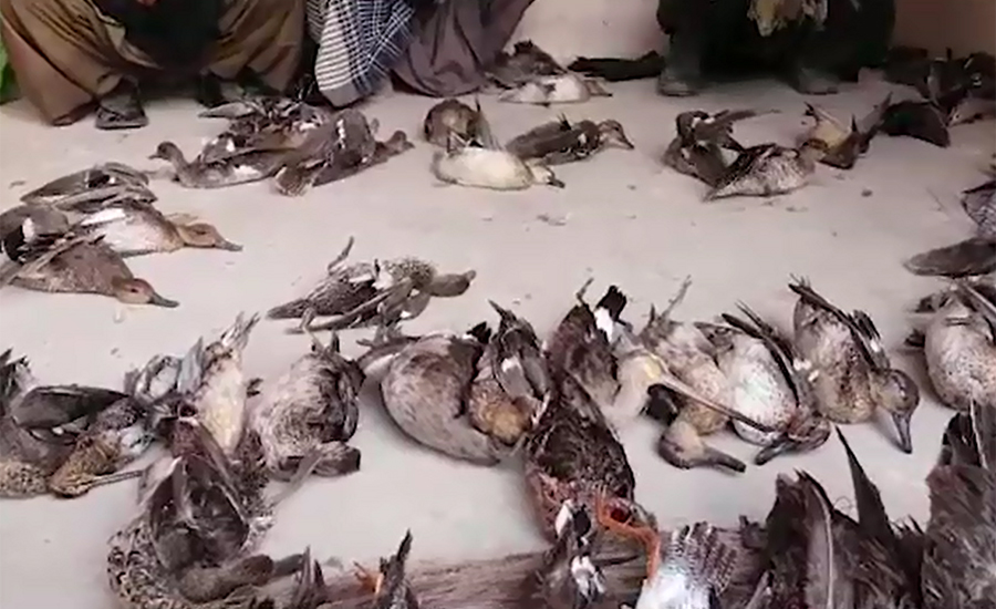 Dozens of rare birds recovered from Nawabshah