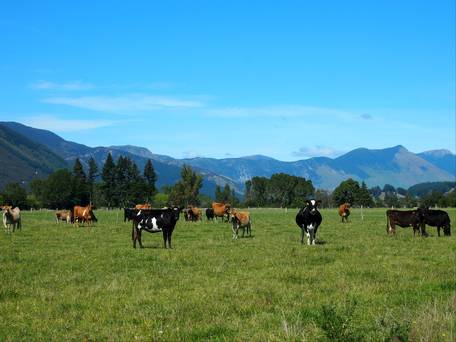 Eighth New Zealand farm tests positive for cattle disease