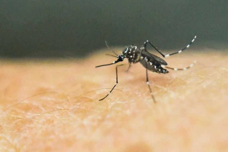 Philippines 'prepared for worst' in dengue vaccine concerns