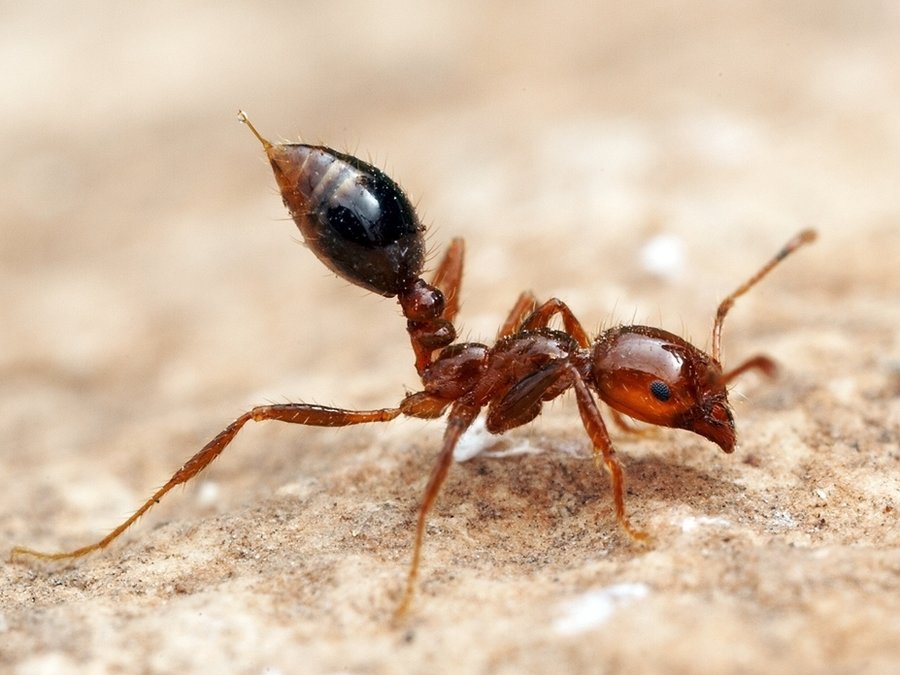 Ants as drug manufacturers for humans?