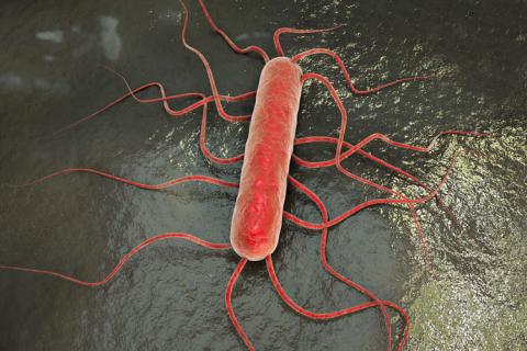 Namibia records first listeria case after it kills 180 in South Africa
