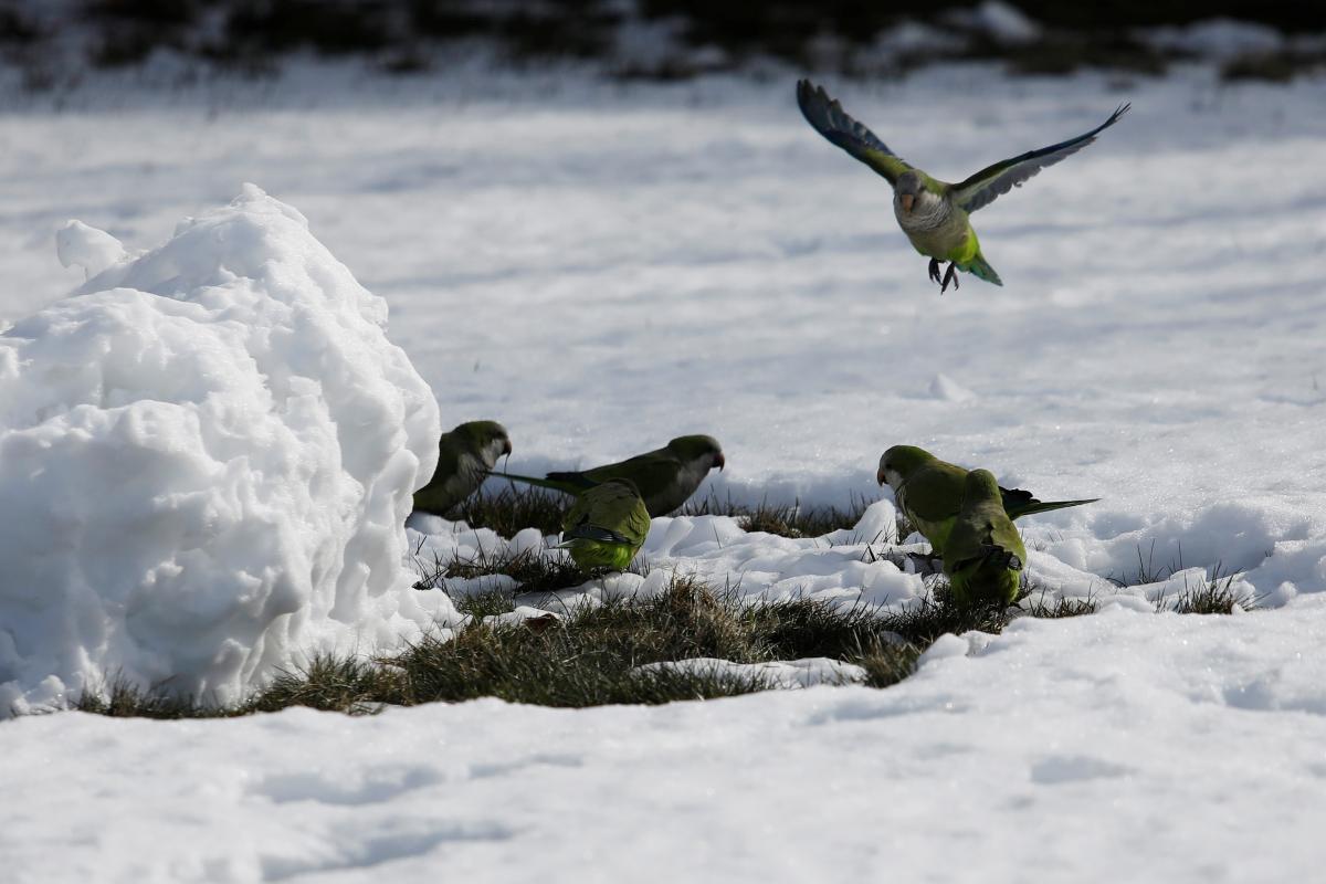 Parrots, nesting in peace, attract New York cemetery visitors