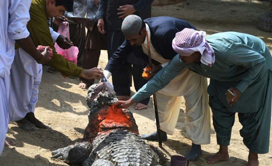 Crocodiles guard secrets of Pakistan's lost African past