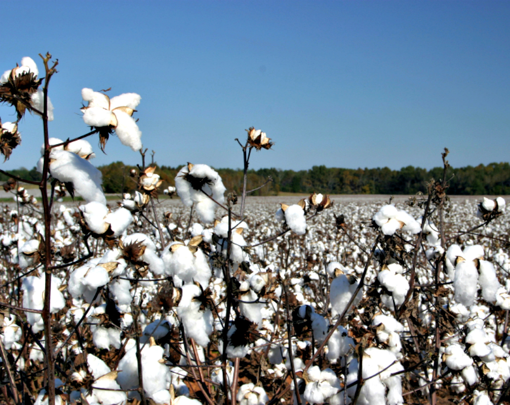 Cotton makes a comeback in US Plains as farmers sour on wheat