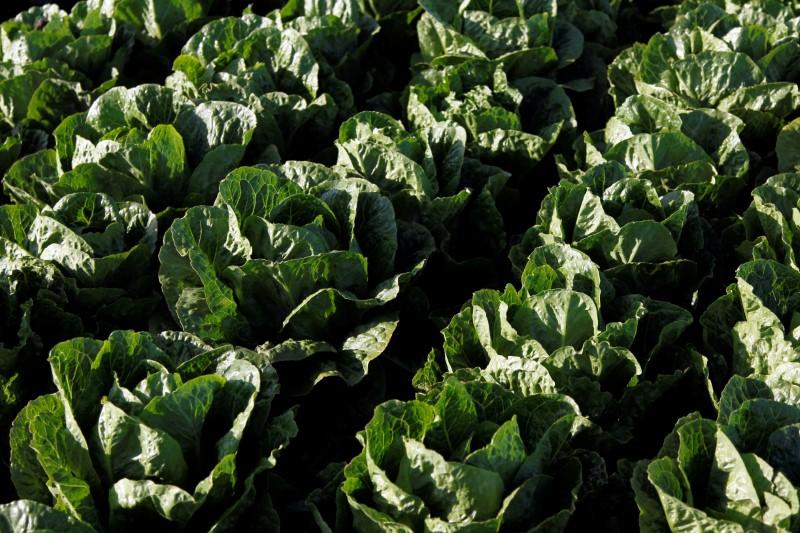 Four more die in E.Coli outbreak linked to romaine lettuce