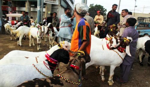  eid ul azha  preparation  swing  sacrificial animal  traders  prices  customers       purchase