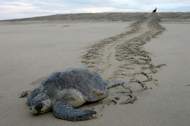 Mexico investigates deaths of over 100 endangered sea turtles