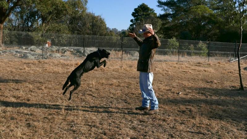 Dog training helps troubled Aussie teens get lives back on track