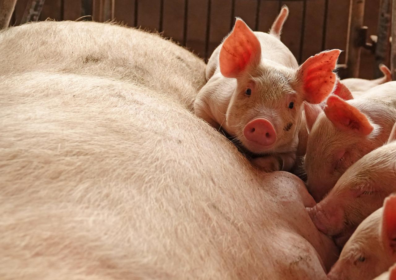 China bans pig travel from African swine fever regions as sixth case detected