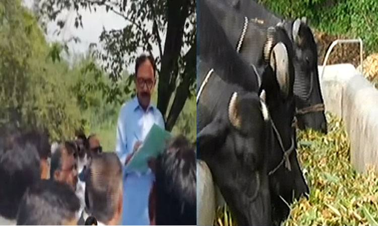 Austerity drive, auction of eight buffaloes underway at PM House