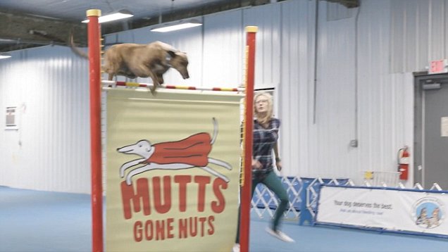 Guinness World Records celebrates oldest trapeze artist, highest-jumping dog