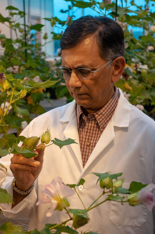 Modified cotton could be human food source after US green light