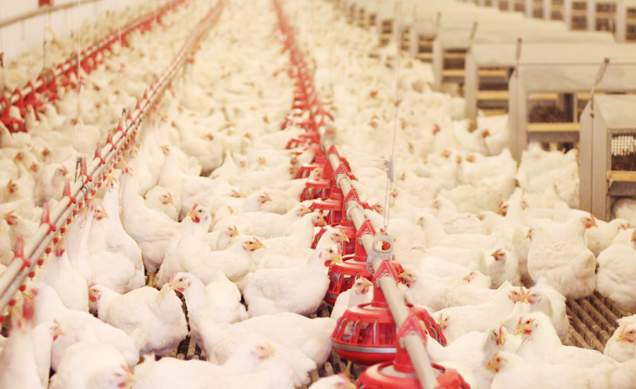 Chicken, eggs prices likely to increase as five feed ships await clearance