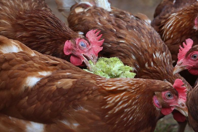 China reports H5N6 bird flu outbreak in Jiangsu province