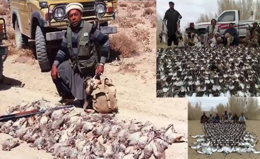 Illegal hunting of migratory birds continues unchecked in Balochistan