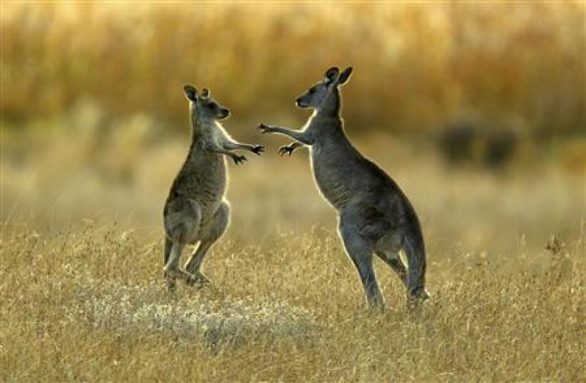 Australian man jailed for brutal killing of kangaroo in filmed attack