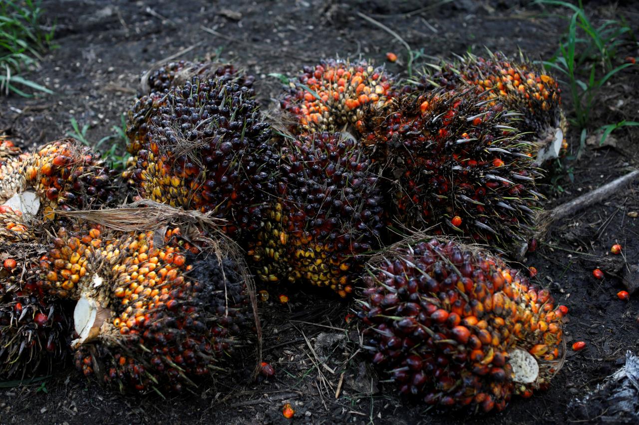 Guatemalan farms shift to palm oil, fueling family migration