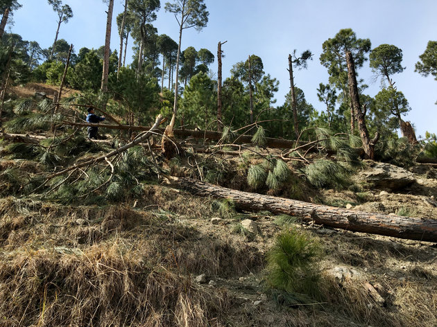 At least 19 pine trees damaged in Balakot strike