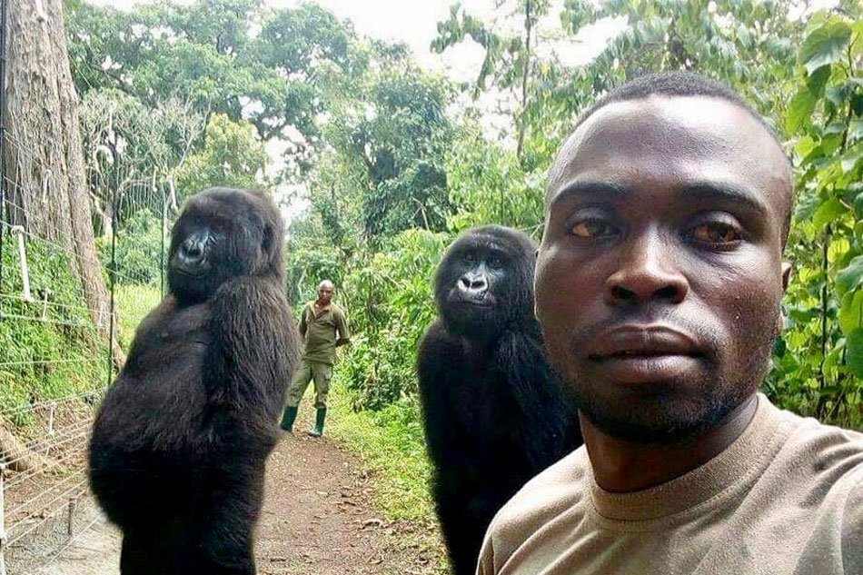 Picture perfect: Congo Ranger's gorilla selfie goes viral