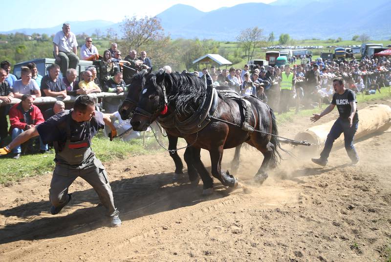 Thousands cheer on horses in Bosnia log-towing contest