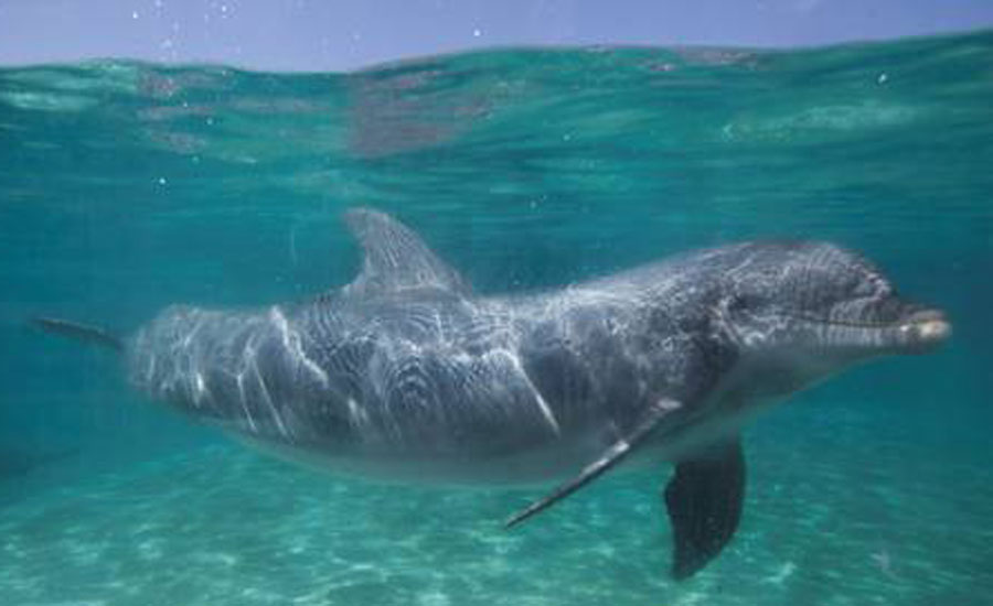 Animal welfare activists urge end to SeaWorld dolphin shows