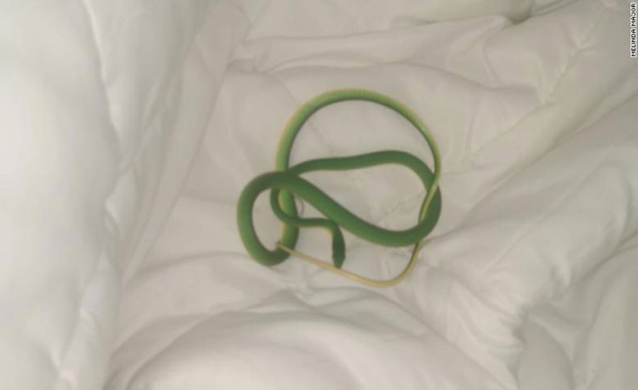 Tennessee: A woman woke up in her hotel room to find a snake on her arm