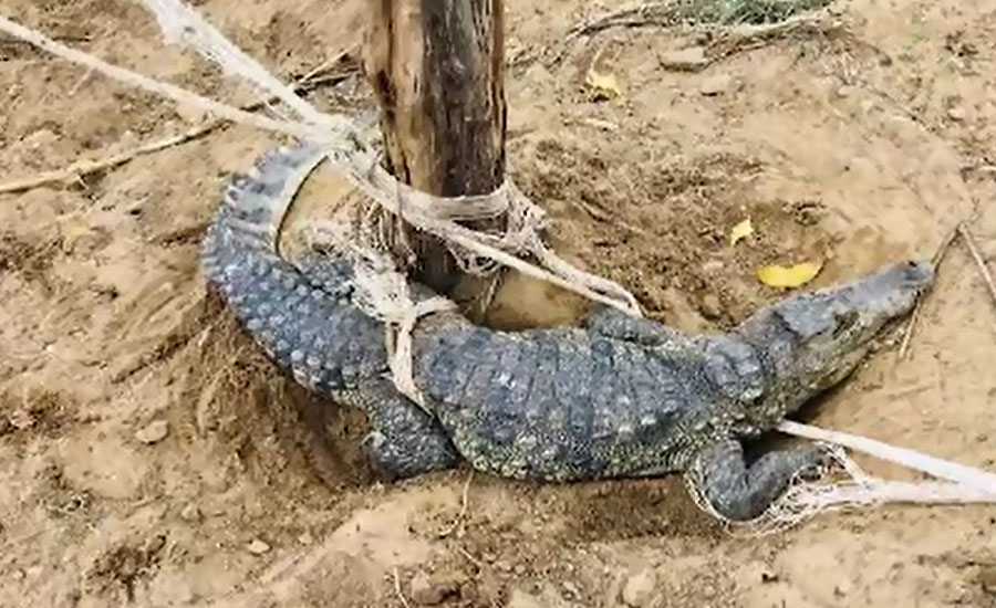 7 crocodiles flee from Karachi farm house after collapsing wall