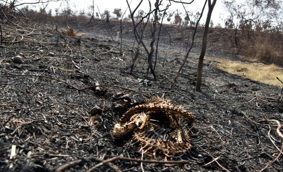 Bolivia's wildfires kill over two million animals