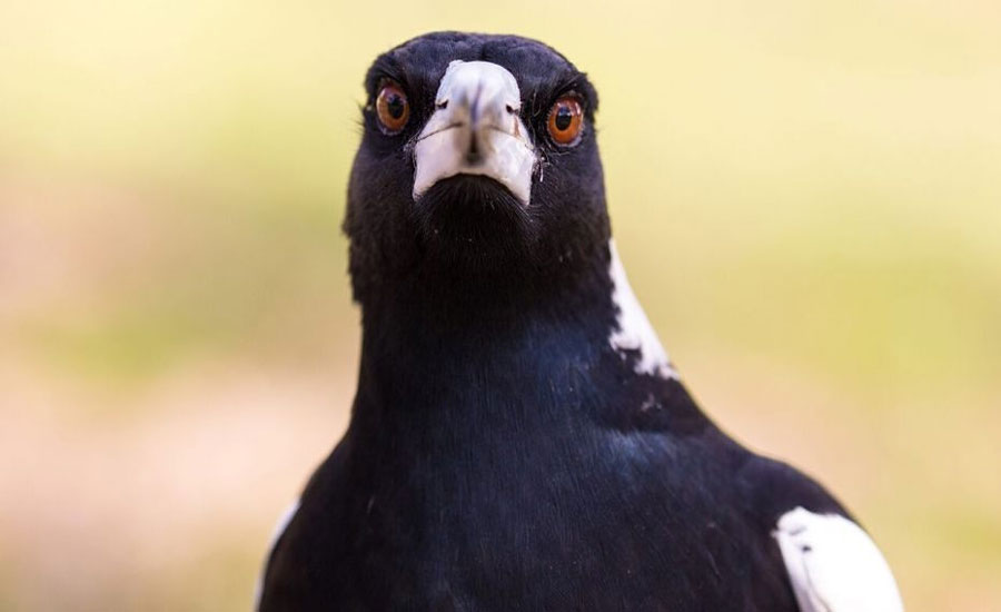 Australia: Elderly man dies after attack by aggressive swooping magpie