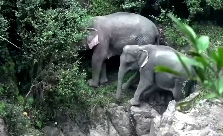 Six elephants die after falling into waterfall in Thailand