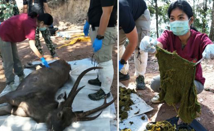 Dead deer found in Thailand with stomach full of plastic waste