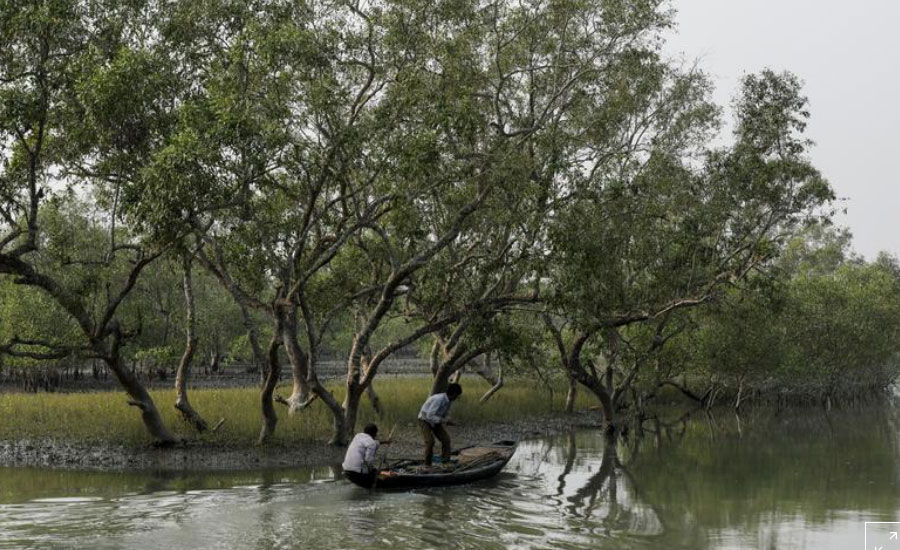 Tigers stalk as storms, poverty force Indians deep into mangrove forests