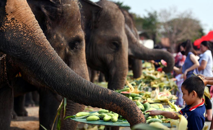 Thailand celebrates Elephant Day, hoping tourists will return