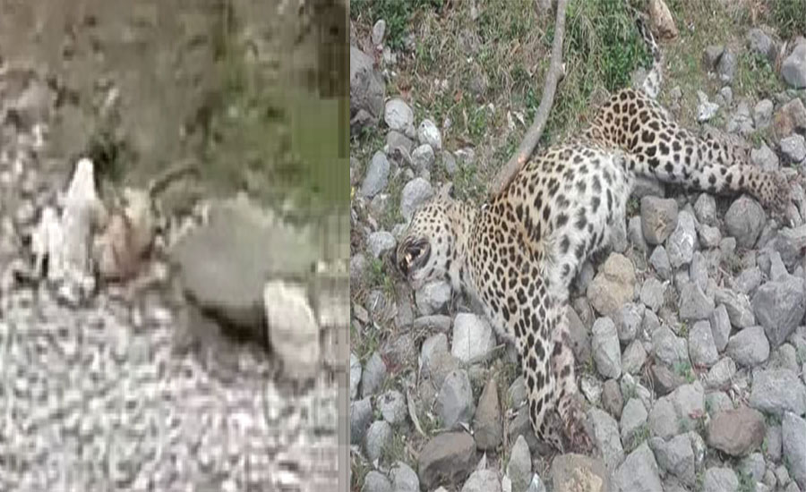 Cheetah who mauled man killed in Abbottabad