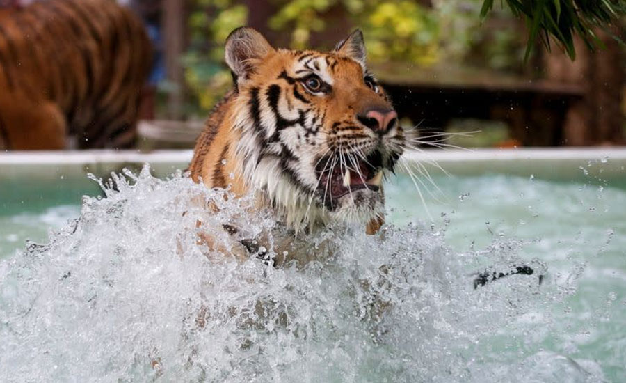 As temperatures rise, tigers get chicken ice pops at Thai zoo