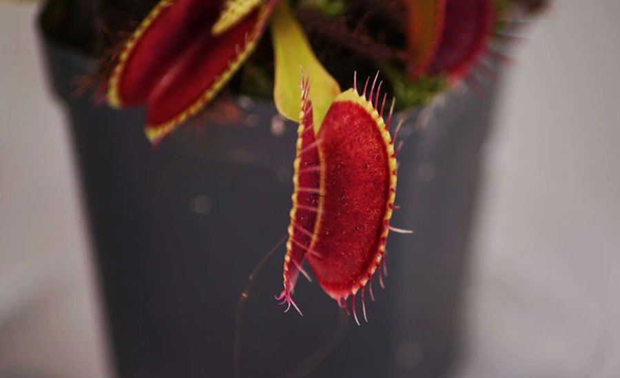 Singapore researchers control Venus flytraps using smartphones