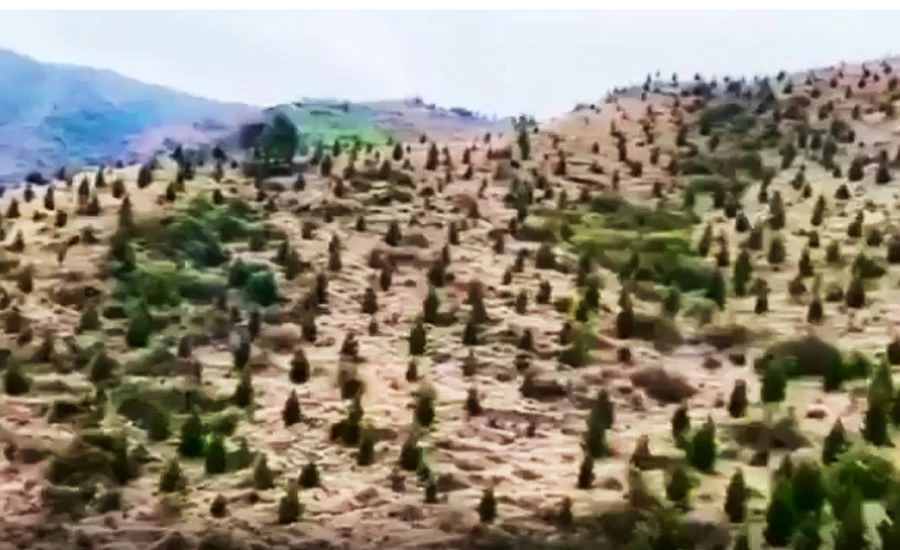 Govt's Billion Tree Tsunami campaign producing incredible results: PM