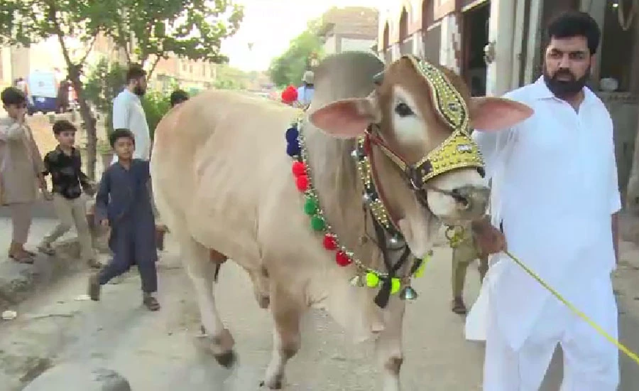 Animals sacrifice continued for second day of Eidul Azha