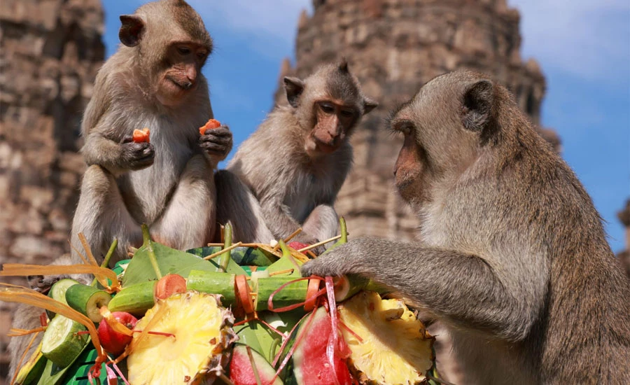 Fruit galore: Thai monkey festival returns as tourists come back