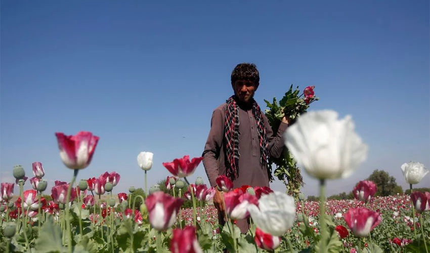 Taliban bans drug cultivation, including lucrative opium
