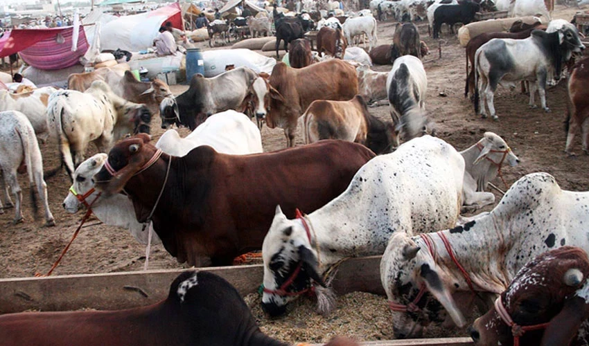 Animals sacrifice continued for second day of Eidul Azha