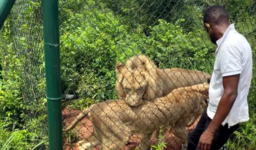 Lion kills man at Ghana zoo who entered its enclosure