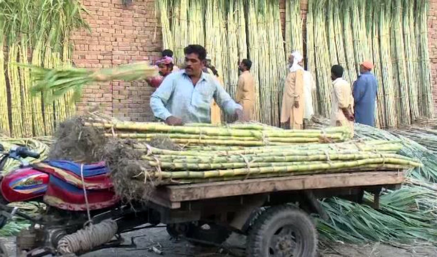 Farmers call for fixing sugarcane's support price at Rs350-400 per maund